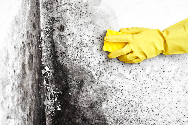 Best Mold Removal Company Near Me  in Walled Lake, MI