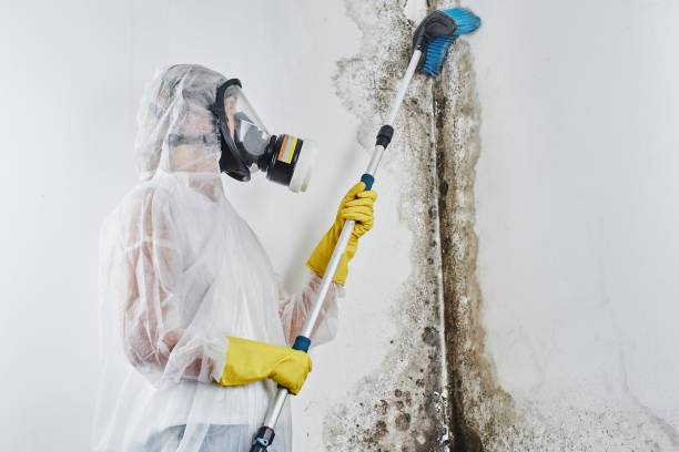 Best Professional Mold Removal  in Walled Lake, MI