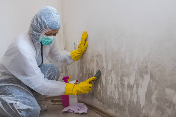 Best Commercial Mold Removal  in Walled Lake, MI