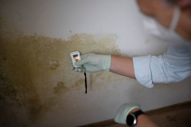 Best Certified Mold Removal  in Walled Lake, MI