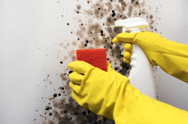 Professional Mold Removal in Walled Lake, MI