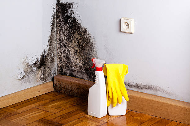 Best Mold Removal Near Me  in Walled Lake, MI