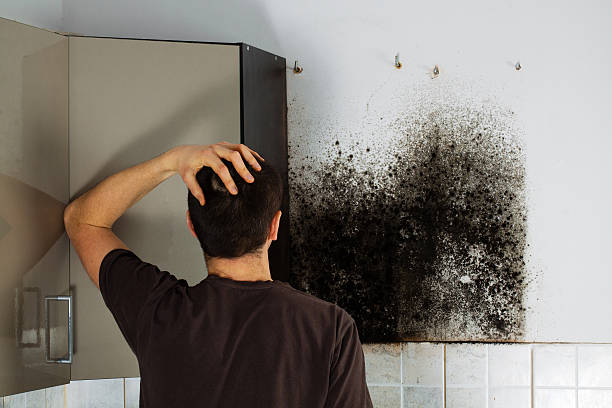 Best Mold Cleaning Services  in Walled Lake, MI