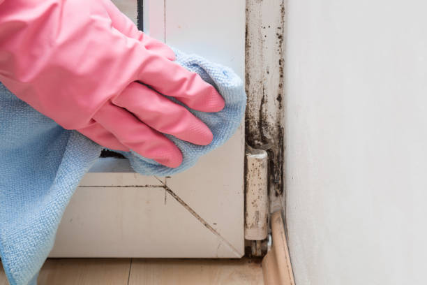Best Black Mold Removal  in Walled Lake, MI